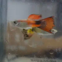 فروش ماهی گوپی بالغ و بچه ماهی گوپی|ماهی|یزد, |دیوار