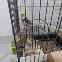 عروس هلندی نر و ماده تخم گذار