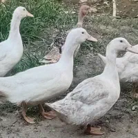 فروش اردک