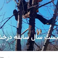 خدمات باغ بانی دراسرع وقت