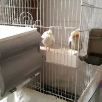 جفت عروس هلندی|پرنده|الوند, |دیوار