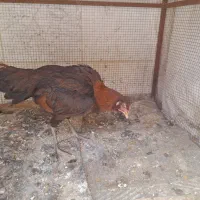 مرغ لاری کرچ