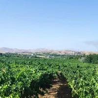 نهال گلدانی انگور تجاری خارجی|گل و گیاه طبیعی|سنندج, |دیوار