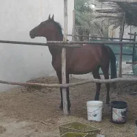 اسب مادیان