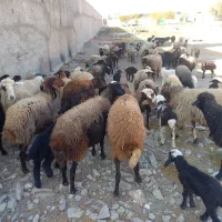 ۵۶راس میش کرد افشار