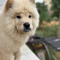 سگ چاو چاو و سرابی|سگ|سرخنکلاته, |دیوار