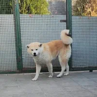 اکیتا ژاپنی|سگ|بومهن, |دیوار