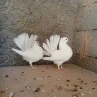 کبوتر دم چتری کله ماری خشکل