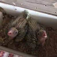 عروس هلندی سرلاکی خ ری دارم