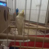 ۲ عدد عروس هلندی نر وماده