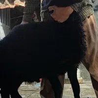 کاوربران درجە یک