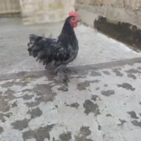 خروس کوشین