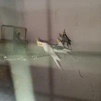 عروس هلندی مولد بندر کنگ