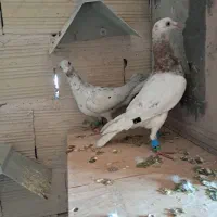 کبوتر پرنده دوتا قلدر|پرنده|الوند, |دیوار