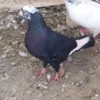 ی تعداد کفتر تهرانی