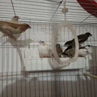 فنج بنگالی|پرنده|پاکدشت, حصار امیر|دیوار