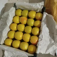 سیب|عمده‌فروشی|سرشیو, |دیوار