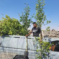 نهال نارج بزرگ پیوندی