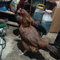 مرغ و خروس لاری