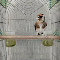 سهره سرسیا نقش دهن کرمونی دهن زن رو به مستی|پرنده|شیراز, رکن‌آباد|دیوار