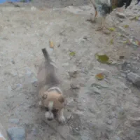 توله سگ|سگ|گرمخان, |دیوار