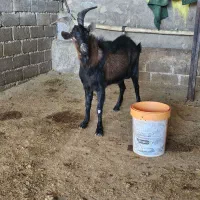 نربز یک ساله نژاد دار آلپاین