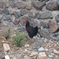 خروس‌‌جوان‌ بزرگ