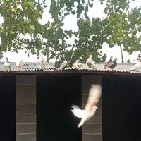 کبوتر  پروازی