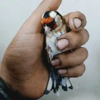 سهره نره بشرط