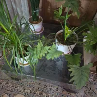 فروش میز جلو مبلی