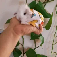 خرگوش لوپ مینیاتوری|موش و خرگوش|بروجرد, |دیوار