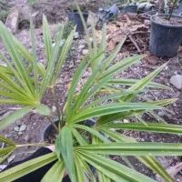 پالم دوساله ریشه‌ پر تعداد حدود ۲۰۰ گلدان