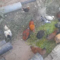 مرغ خروس|حیوانات مزرعه|هشتگرد, شهرک افشاریه|دیوار