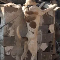 کته سگ دورگ افغان