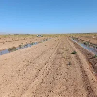 زمین بیجه پسته ۲ساله