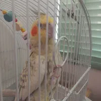 جفت عروس هلندی مولد|پرنده|شیراز, باباکوهی|دیوار