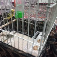 یه عدد قناری بخون