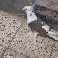 کبوتر پاپر کله قنار|پرنده|مشهد, پنجتن|دیوار