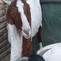 بزپاکستانی دوقلوزاآبستن