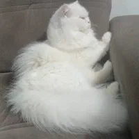 گربه اسکاتیش ماده ۲ ساله با شناسنامه
