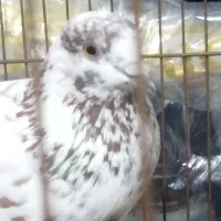 کبوتر ماده