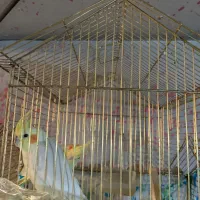 عروس جوان|پرنده|بزینه رود, |دیوار