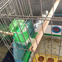 یا عدد مرغ عشق نر جوان