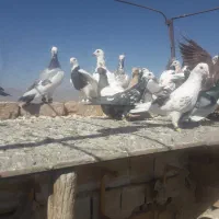 ۳۰تا کفتر ضد و خوردی