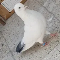 کبوترسفید تودم گمشده