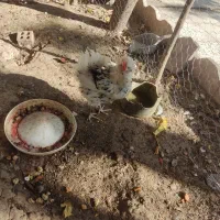 مرغ گلین کرچ|حیوانات مزرعه|مینودشت, |دیوار