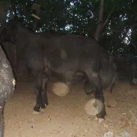 قوچ قره قزل اصیل بالکن 3ساله بالای 100کیلو|حیوانات مزرعه|کرانی, |دیوار