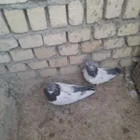 چند جفت کبوتر کله دم سبز|پرنده|کتالم و سادات شهر, |دیوار