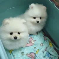 توله سگ پامر . پامرانین خرسی سفید ۷۰ روز|سگ|تهران, سعادت‌آباد|دیوار