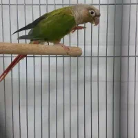 عروس سرلاکی گرینچیک کبوتر|پرنده|آباده, |دیوار